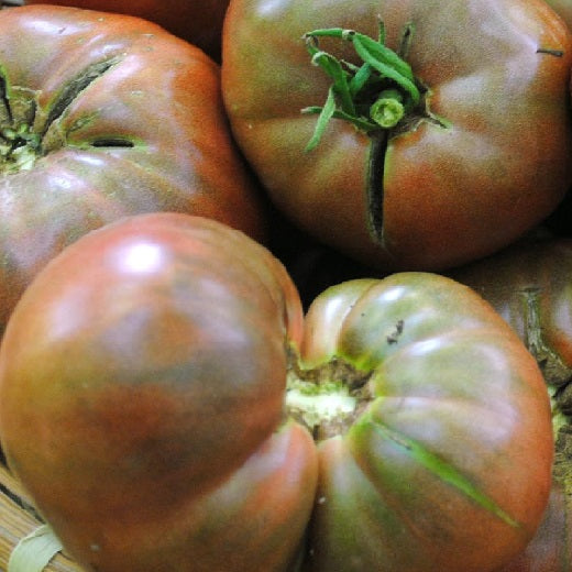Cherokee Purple tomato organic Sow Diverse