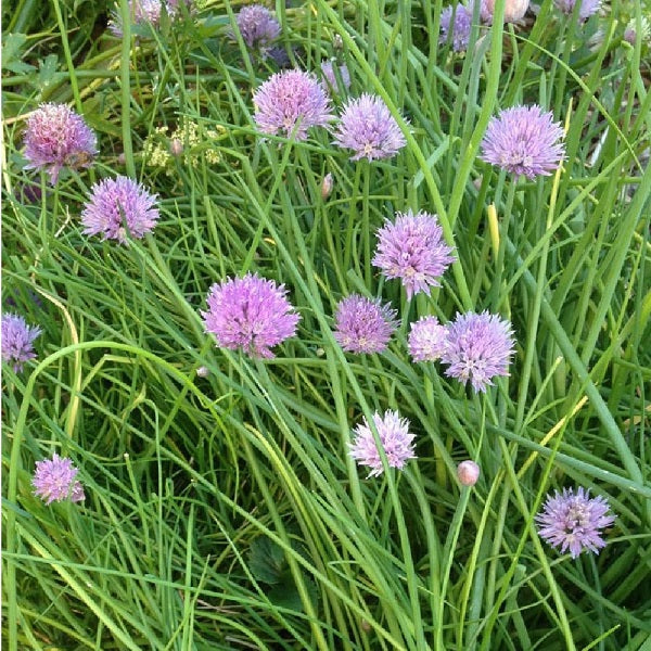 Chive common organic Sow Diverse