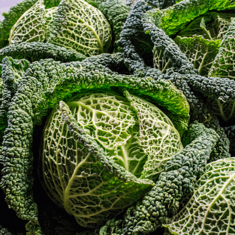Early Saint Jean Savoy Cabbage Sow Diverse