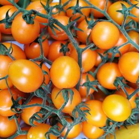 Citrus grape tomato Sow Diverse
