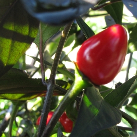 Coban Chili pepper Sow Diverse