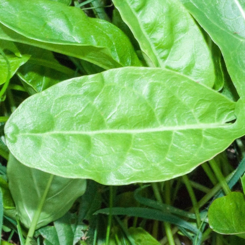 Common Sorrel Sow Diverse