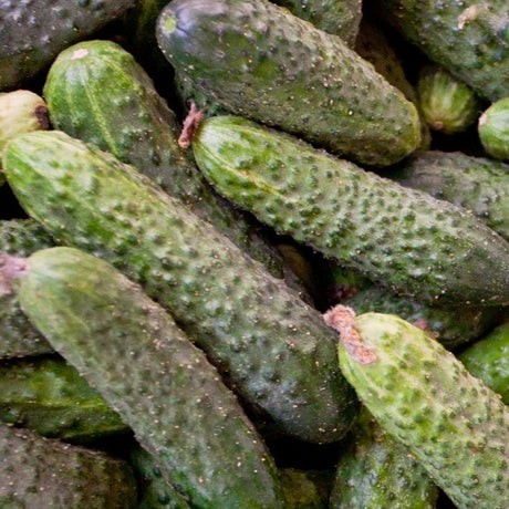 cornichon vert petit de paris organic gherkins seeds @ sowdiverse.ie