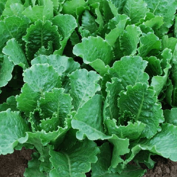 Crisp Mint lettuce Sow Diverse