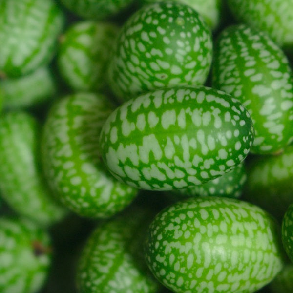cucamelon seeds mexican sour gherkins seeds @ sowdiverse.ie