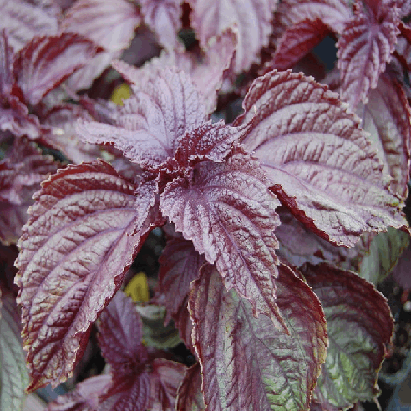 Dark Purple Shisho Sow Diverse