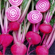 De Chioggia Beetroot organic Sow Diverse