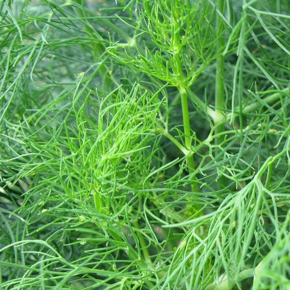 Dill organic Sow Diverse