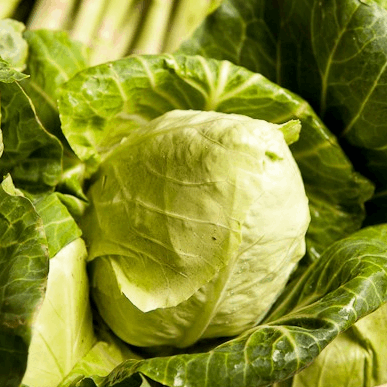 early white cabbage de louviers heirloom seeds @ Sowdiverse.ie