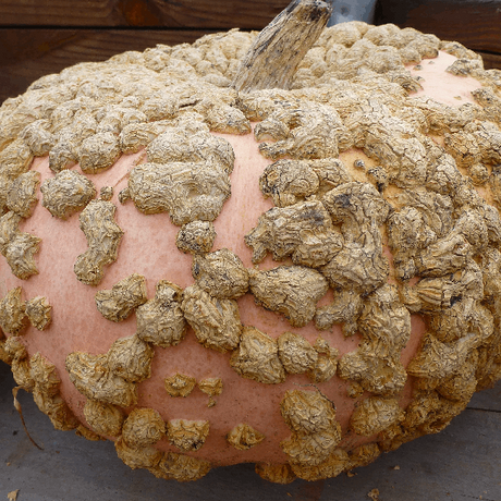 Galeux deysine pumpkin heirloom seeds @ sowdiverse.ie