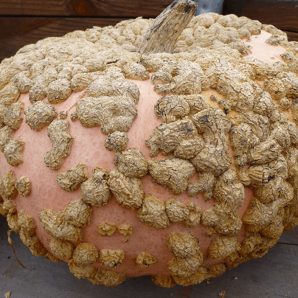 Galeux deysine pumpkin heirloom seeds @ sowdiverse.ie
