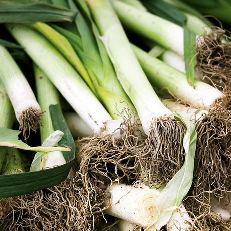 gennevilliers leek seeds @ sowdiverse.ie