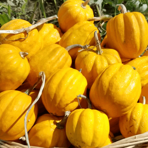 Gill's Golden Pippin winter Squash Sow Diverse