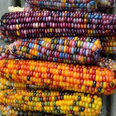 glass gem corn organic seeds sowdiverse.ie
