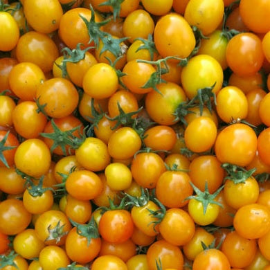 Golden nugget tomato seeds @ sowdiverse.ie