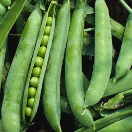 green arrow pea heirloom seeds @sowdiverse.ie