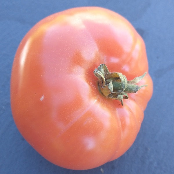 gregori's altai tomato seeds @ sowdiverse.ie
