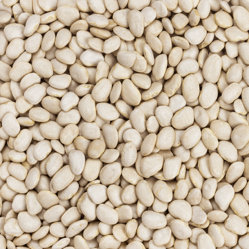Mogette de Vendee Beans Sow Diverse