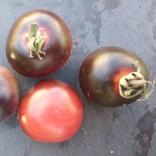 helsing junction blues tomato seeds @ sowdiverse.ie