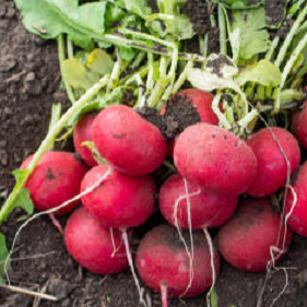 Hida Beni Japanese turnip seeds heirloom @ sowdiverse.ie