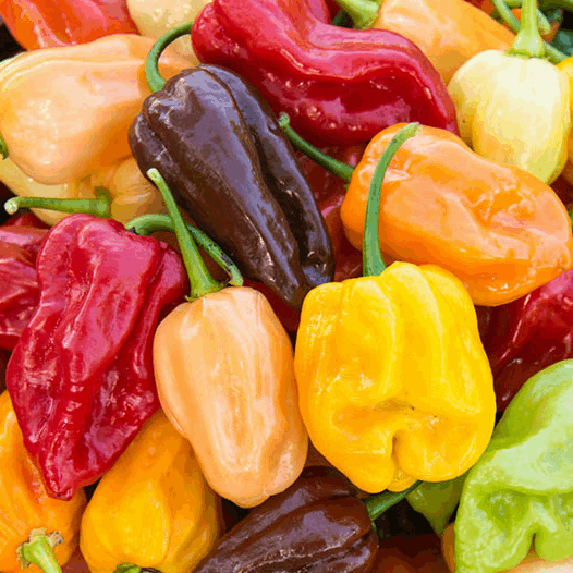 Hot Peppers Mix Sow Diverse