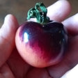 indigo rose tomato seeds @ sowdiverse.ie