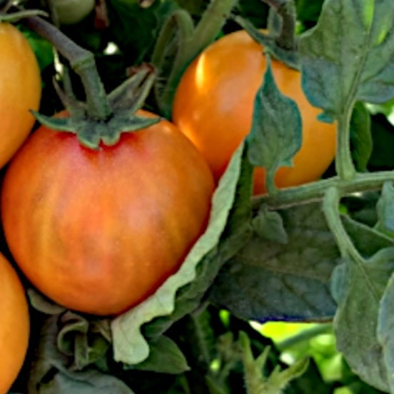 isis candy cherry tomato seeds heirloom @ sowdiverse.ie