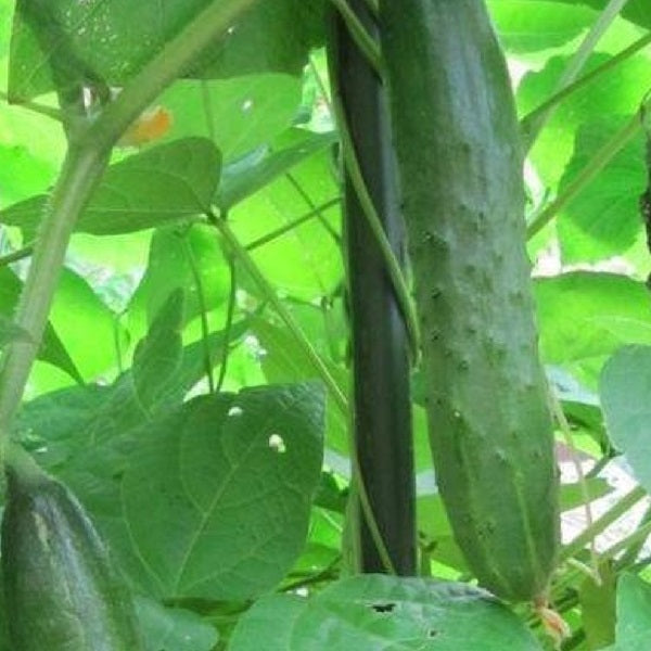 japanese climbing cucumber seeds @ sowdiverse.ie