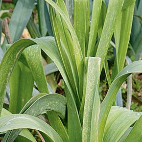 Large Yellow Leek du Poitou seeds jaune du poitou @ sowdiverse.ie