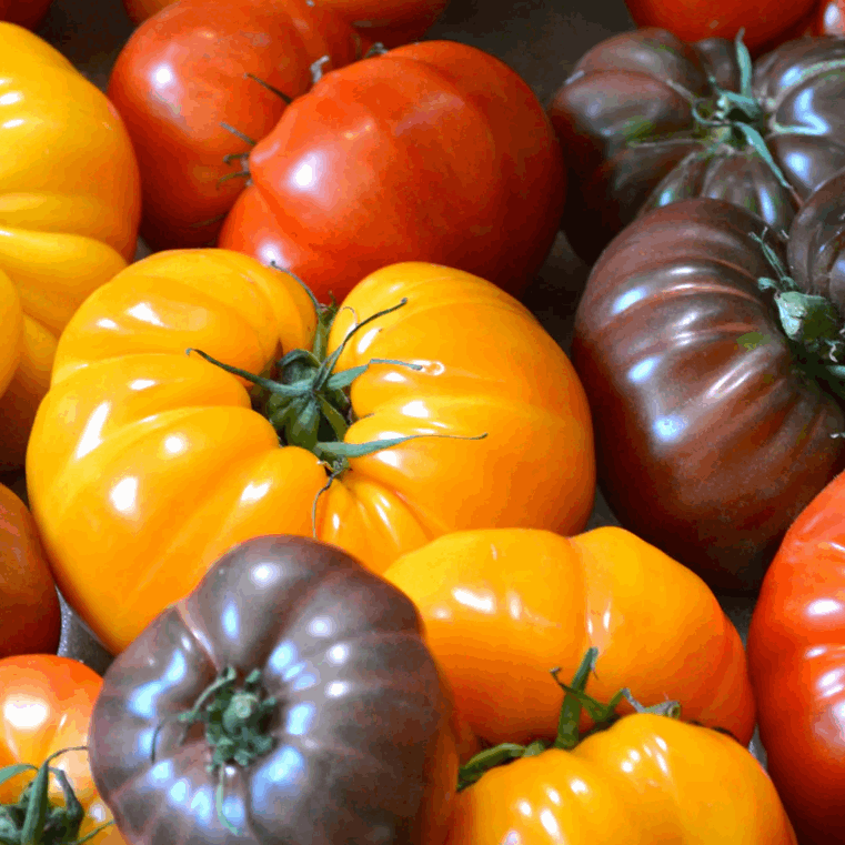 Large tomatoes mix organic Sow Diverse