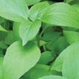 Lemonette Basil Sow Diverse