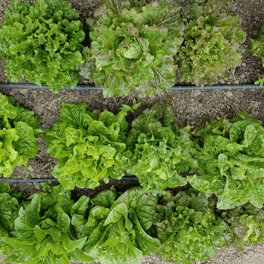 Franck Morton Secret lettuce Mix organic Sow Diverse
