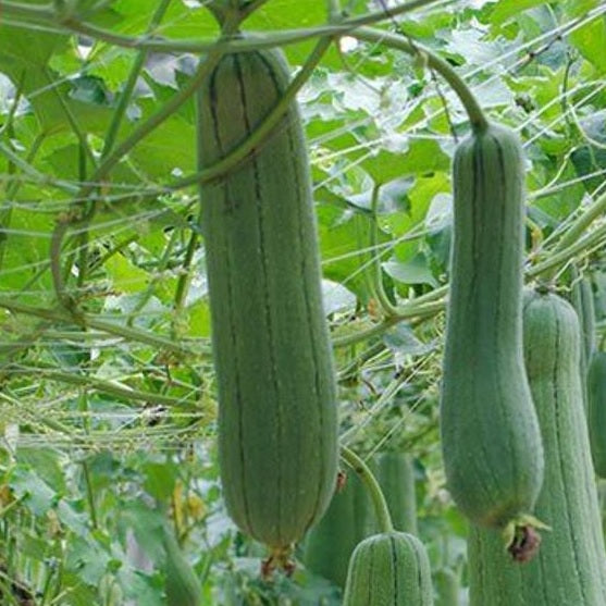 loofah seeds luffa seeds @ sowdiverse.ie