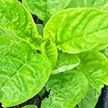 Lu Hsien Green Leaf Amaranth seeds @ sowdibverse.ie