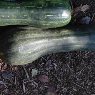 lunga di napoli seeds heirloom organic @ sowdiverse.ie