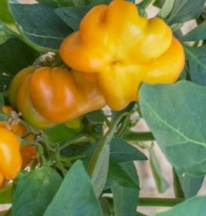 mandarin pepper seeds organic @ sowdiverse.ie