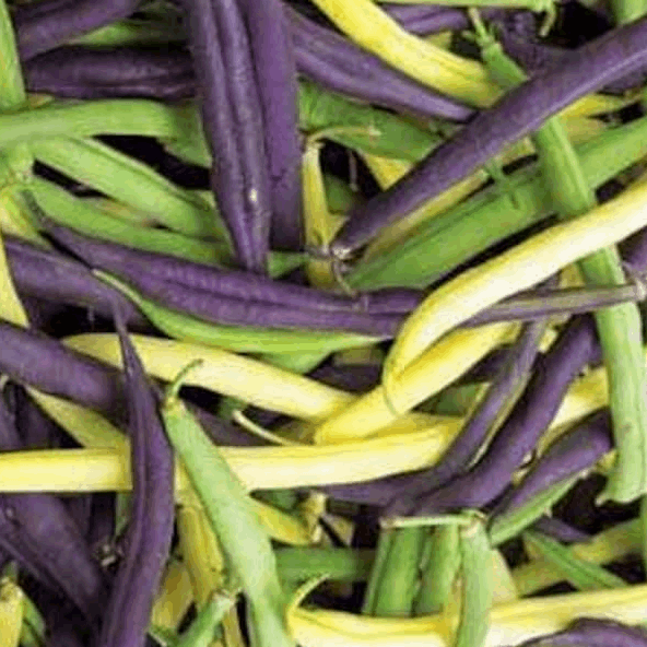 mangetout beans mix seeds @ sowdiverse.ie