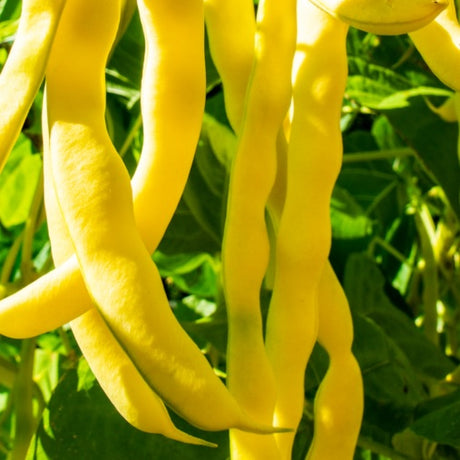 marvel of venice seeds Meraviglia di venezia @ sowdiverse.ie