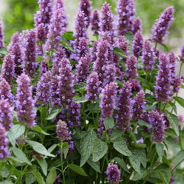 Mexican Giant Hyssop or mint organic Sow Diverse