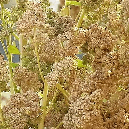 Mint Vanilla Quinoa Organic Sow Diverse