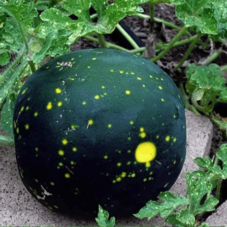 Moon and Stars watermelon organic Sow Diverse
