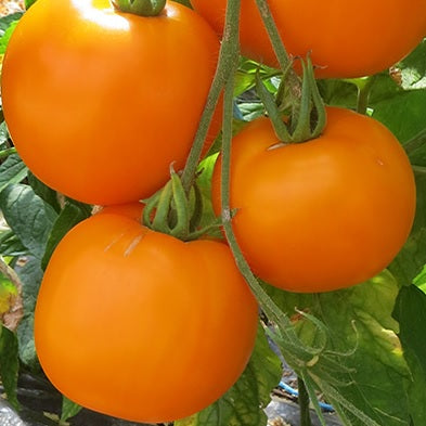 Moonglow tomato seeds heirloom @ sowdiverse.ie