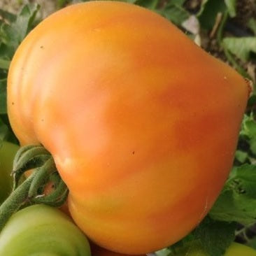 orange oxheart seeds coeur de boeuf @ sowdiverse.ie