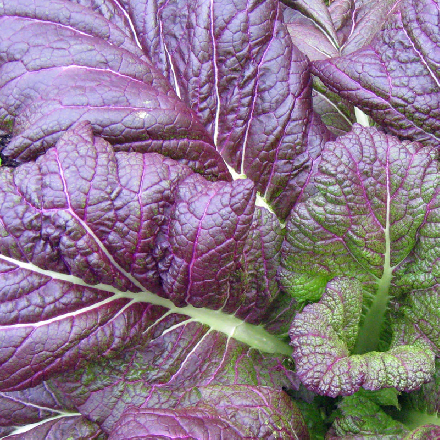 Osaka Purple Indian Mustard organic Sow Diverse