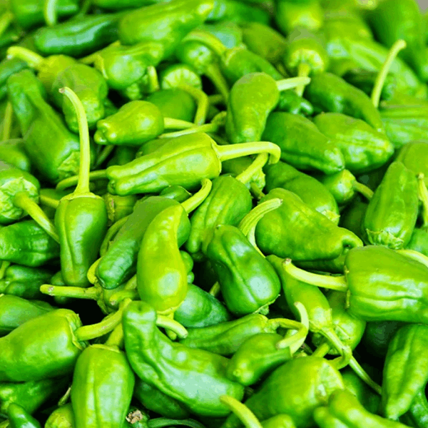 Padron pepper organic Sow Diverse