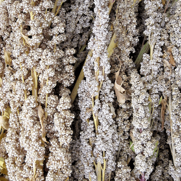 Peppermint Quinoa organic Sow Diverse