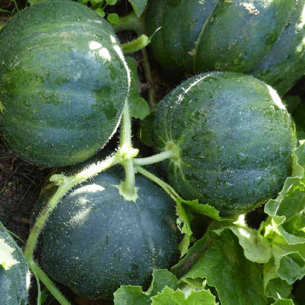 petit gris de rennes melon seeds heirloom @sowdiverse.ie