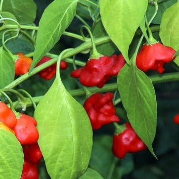 Pepper Campanilla organic Sow Diverse