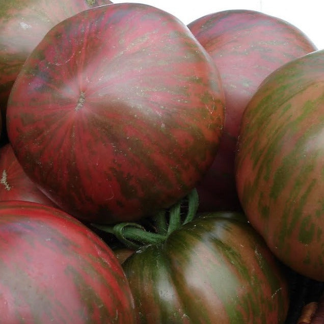Pink Berkeley Tie Dye Tomato organic Sow Diverse