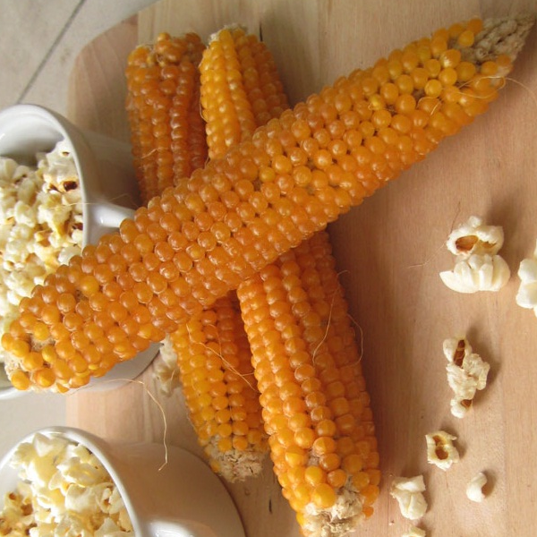Pop Corn corn organic Sow Diverse